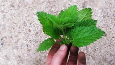 Melisse: Entspannung für deinen Bauch und deine Nerven