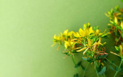 Johanniskraut & Johanniskrautöl: Wirkung, Anwendung & Rezepte