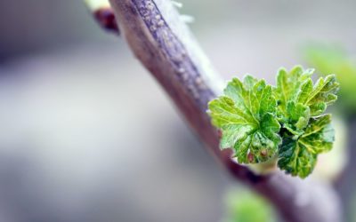 Gemmotherapie: Schwarze Johannisbeere und chronische Müdigkeit
