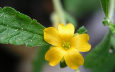 Damiana: mexikanische Heilpflanzen gegen Stress und Libidoverlust