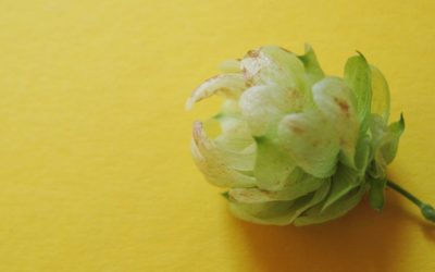 Hopfen: mehr als ein pflanzliches Beruhigungsmittel!