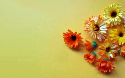 Ringelblume / Calendula: beruhigende Salbe & Tinktur selber machen