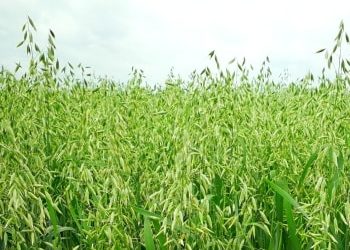 Grüner Hafertee: mit Haferstroh die Nerven stärken