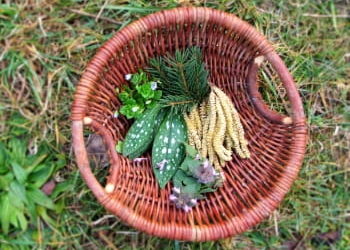 Essbare Wildpflanzen und Kräuter sammeln im Februar