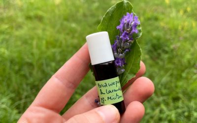Beruhigender Mückenstich-Roll-On mit Breitwegerich und Lavendel