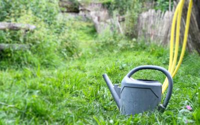 5 Heilkräuter gegen Magen-Darm-Beschwerden für den Garten & Balkon
