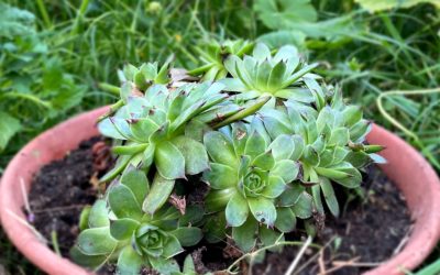 6 Heilpflanzen aus dem Garten für strahlend schöne Haut