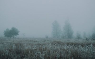 Heilpflanzen für die kalte, graue und feuchte Jahreszeit