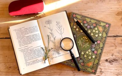 6 Tipps, wie du ein echter Kräuterexperte wirst
