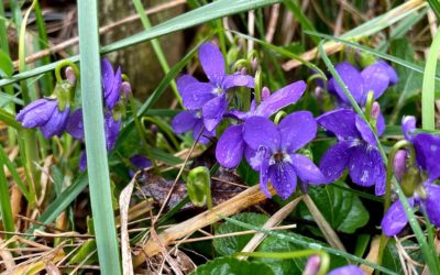 Veilchen: Frühlingsbote zu Ostara / zur Frühlingstagundnachtgleiche