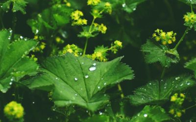 Frauenmantel – Fruchtbarkeitspflanze zu Beltane