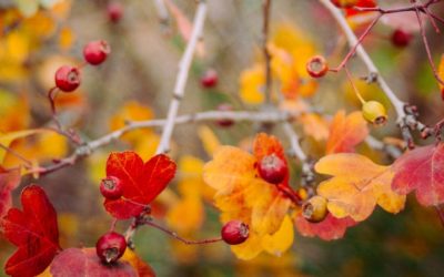 Themenreihe: Gelassen und in deiner Mitte durch den Herbst und Winter kommen