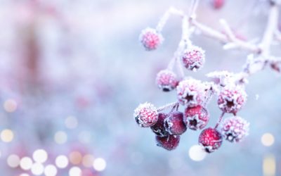 15 weihnachtliche Geschenkideen mit Heilkräutern